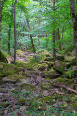 Large stones in a dry forest stream in summer