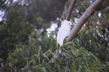 cockatoo bird on a branch