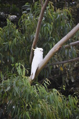 cockatoo bird on a branch