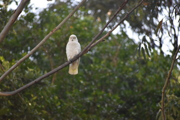 cockatoo bird on a branch