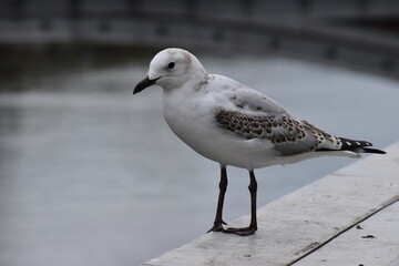 Chroicocephalus bulleri, gull