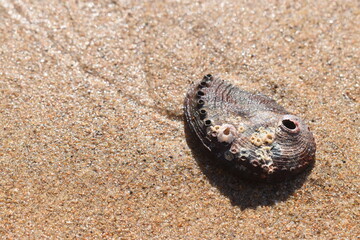 shell on the beach
