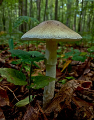 Amanita phalloides is a deadly poisonous mushroom from the genus Amanita.
