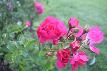 Rosa chinensis