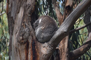 koala sleeping on a tree