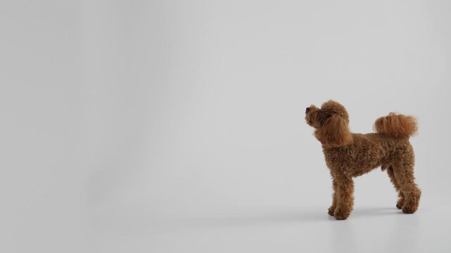An Adorable Poodle Toy Showcased Against a Beautifully Designed Minimalist Background