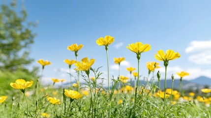 Obraz premium Yellow cosmos flowers field, sunny day, mountain background, nature spring scene