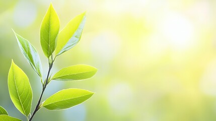 Fototapeta premium Closeup of Vibrant Green Leaves on Branch Against Bright Sunlight Background