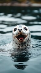 Fototapeta premium Playful Harbor Seal in Dark Water