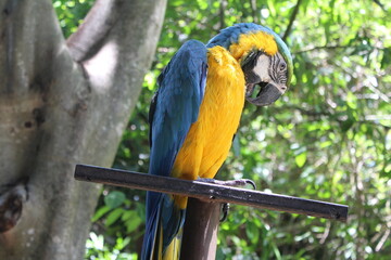 blue and yellow macaw