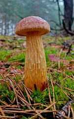 Aureoboletus projectellus a species of mushroom in the Boletaceae family. Found in North America...