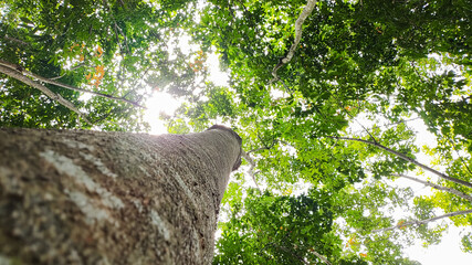 Tree photo taken from bottom to top angle. Fresh forest nature photo concept