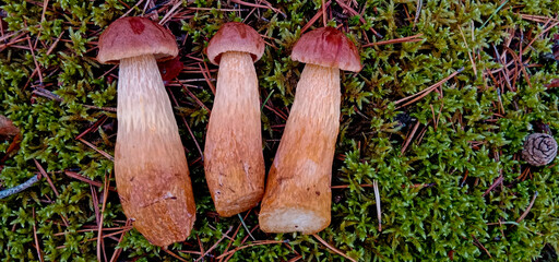 Aureoboletus projectellus a species of mushroom in the Boletaceae family. Found in North America and recently in Europe.
