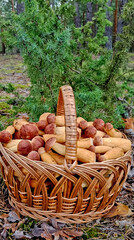 Aureoboletus projectellus a species of mushroom in the Boletaceae family. Found in North America and recently in Europe.
