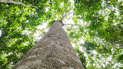 Photo of a tree trunk with green leaves and illuminated by sunlight. Photo taken from a bottom to...