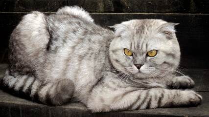 Scottish Fold Cat Lying in Profile on Wooden Surface with Soft Light and Intense Yellow Eyes