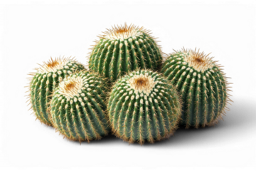 Cluster of green barrel cacti against transparent background featuring sharp spines