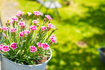 Bright pink flowers flourish in a garden, showcasing their beauty under the warm sunlight