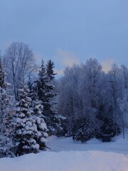 Fototapeta premium ラップランドのイヴァロ冬の森縦向き