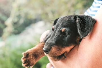 Fototapeta premium A small jagdterrier puppy in the arms of a pet owner