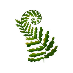 Swirling fern leaf on a white background