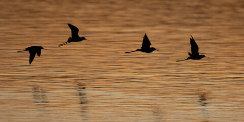 Black Winged Stilts in flight