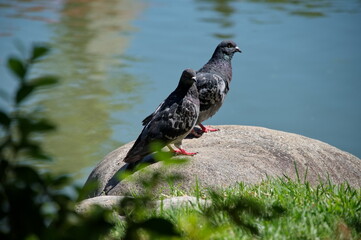 Pair of pigeons on the rock near the lake