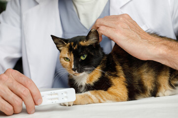 Healthy cat and male vet in veterinary clinic close-up