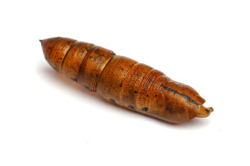 Brown pupa cocoon macro on white background