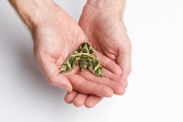 Man holding green butterfly. Butterfly Oleander Hawk-moth or Daphnis nerii on white