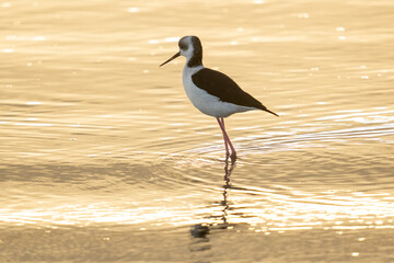 Black Winged Stilt