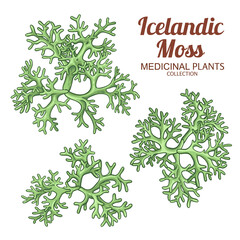 Icelandic Moss Set Colored Detailed Illustration. Ingredient for cosmetics, health care, alternative medicine. Vector isolated for design or decoration.