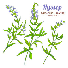 Hyssop Plant with Flowers and Leaves Colored Detailed Illustration. Essential oil ingredient for cosmetics, aromatherapy, health care, alternative medicine. Vector isolated for design or decoration.