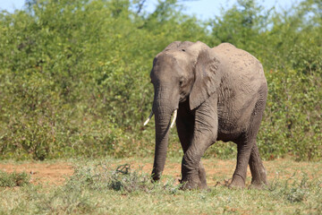 Afrikanischer Elefant / African elephant / Loxodonta africana
