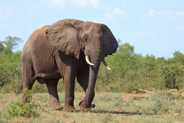 Obraz premium Afrikanischer Elefant / African elephant / Loxodonta africana