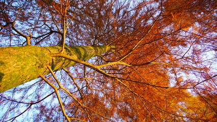 autumn trees in the park