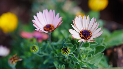 Fototapeta premium chrysanthemum flower