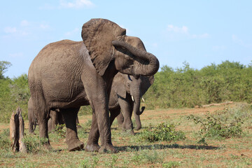 Fototapeta premium Afrikanischer Elefant / African elephant / Loxodonta africana