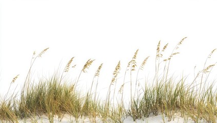 Beach grass border on white background