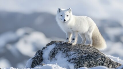 White Arctic Fox Standing on Snowy Rock in Winter Landscape
