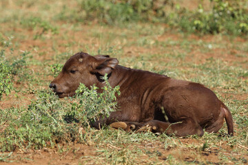 Fototapeta premium Kaffernbüffel / African buffalo / Syncerus caffer.