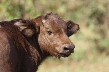 Fototapeta premium Kaffernbüffel / African buffalo / Syncerus caffer.