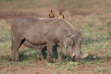 Warzenschwein und Gelbschnabel-Madenhacker / Warthog and Yellow-billed oxpecker / Phacochoerus africanus et Buphagus africanus....