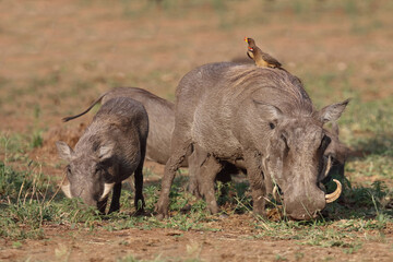 Warzenschwein und Gelbschnabel-Madenhacker / Warthog and Yellow-billed oxpecker / Phacochoerus africanus et Buphagus africanus...