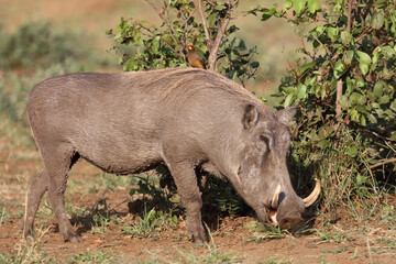 Fototapeta premium Warzenschwein und Gelbschnabel-Madenhacker / Warthog and Yellow-billed oxpecker / Phacochoerus africanus et Buphagus africanus..