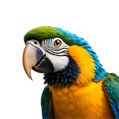 Fototapeta premium Stunning Blue-and-Gold Macaw: High-Res Image isolated on transparent background