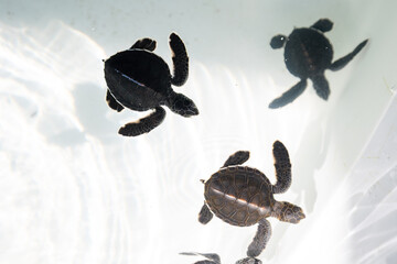 Young sea turtles at conservation nursery center in calm waters