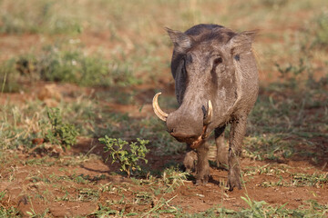 Warzenschwein / Warthog / Phacochoerus africanus..