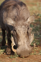 Warzenschwein / Warthog / Phacochoerus africanus..