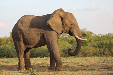 Afrikanischer Elefant / African elephant / Loxodonta africana